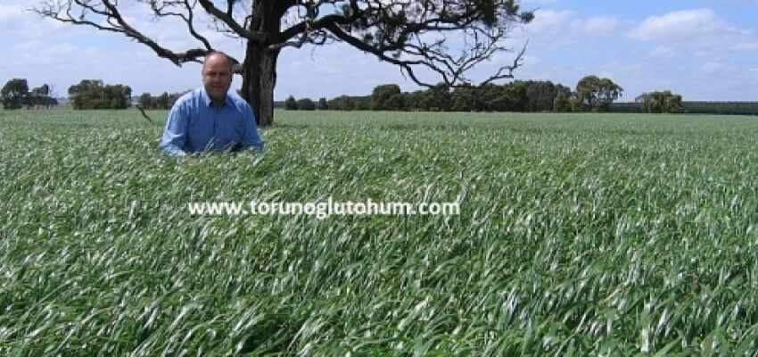 Ryegrass Tohumu Fiyatı
