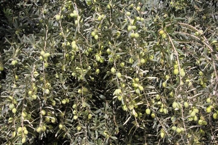 Sarı Ulak Zeytin Fidanı