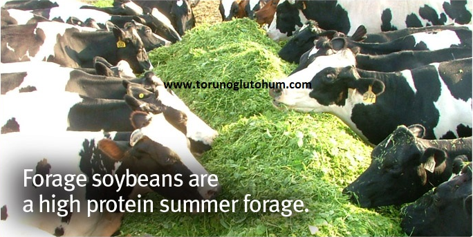 Silajlık Soya Fiyatları