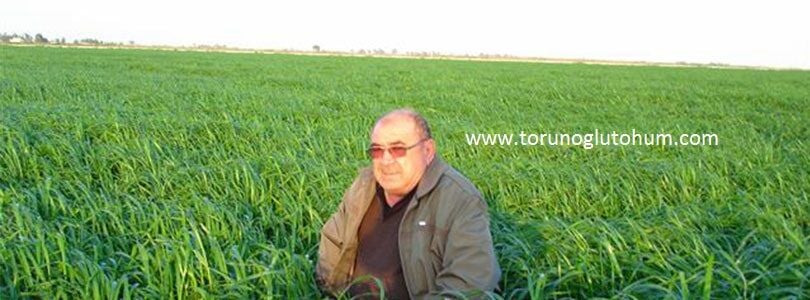 Ryegrass Tohumu Fiyatları