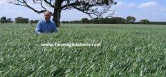 Ryegrass Tohumu İthal Orjinal