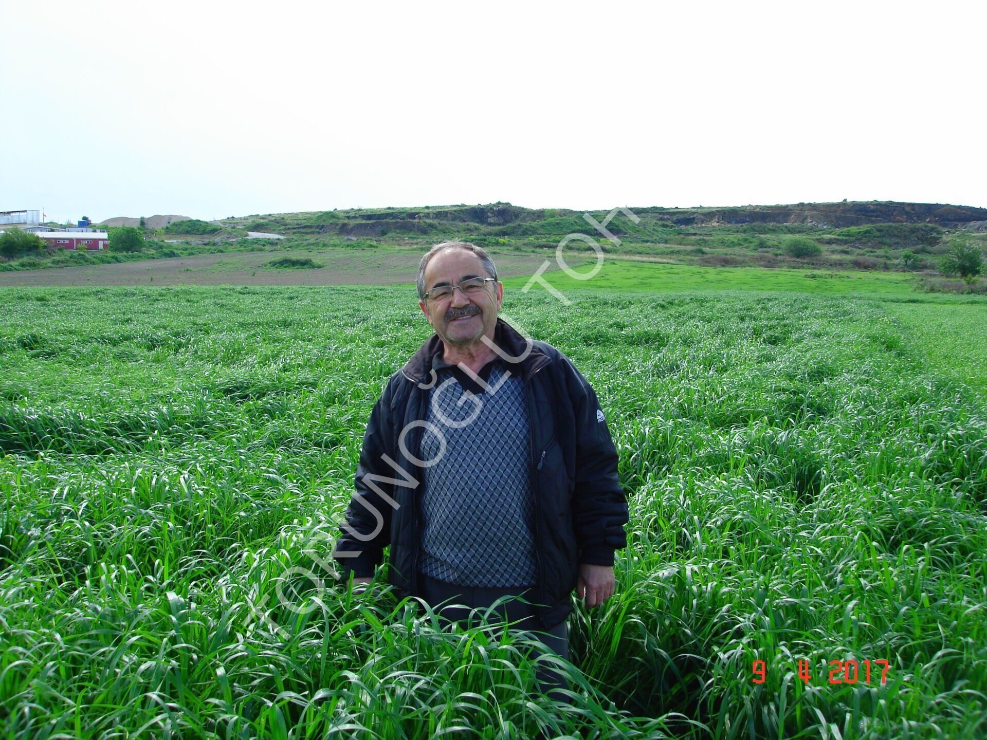Ryegrass Tohumu İthal Orjinal 5 KG