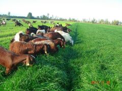Ryegrass Tohumu İthal Orjinal 5 KG