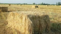 Ryegrass Tohumu İthal Orjinal 5 KG