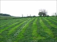 Süper Yapay Çayır Mera 7'li OT Tipi  Karışım