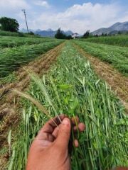 Beşli Karışım(Beşli Mix) Yem Bitkisi Tohumu