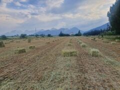 Beşli Karışım(Beşli Mix) Yem Bitkisi Tohumu