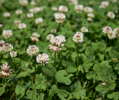 Ak Üçgül Tohumu Süs Yoncası