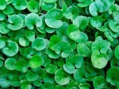 Fare Kulağı Çim Tohumu Dichondra Repens 5 KG