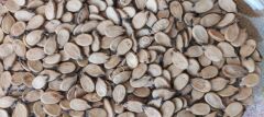 Halep Karası Yerli Karpuz Tohumu 50 Adet