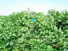 Silajlık Soya Tohumu 25 Kg