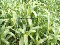 Sorgum Sudan Otu Tohumu İthal