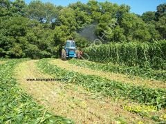 Sorgum Sudan Otu Tohumu İthal