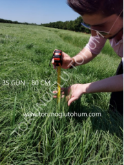 Teff Grass Tohumu İthal