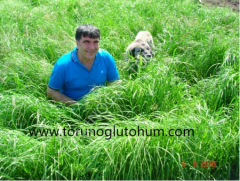 Teff Grass Tohumu İthal