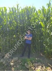 Silajlık Mısır Tohumu Macha