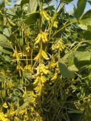 Arısoy Danelik Soya Tohumu 25 Kg