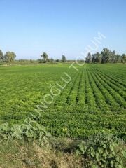 Yer Fıstığı Tohumu Masal 25 Kg