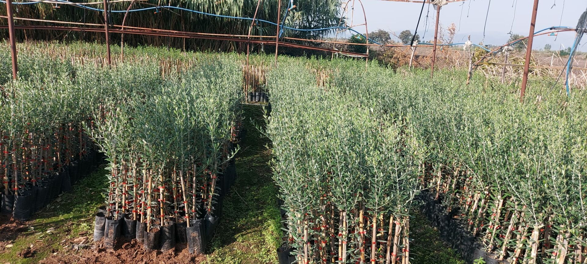 6 Adet Arbequina İspanyol Bodur Yağlık  Zeytin Fidanı 80 cm Boylu 2 Yaşlı 6 Adet