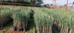 6 Adet Arbequina İspanyol Bodur Yağlık  Zeytin Fidanı 80 cm Boylu 2 Yaşlı