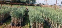 6 Adet Büyük Topak Ulak Zeytin Fidanı 80 - 100 Cm Boylu 2 Yaşlı