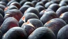 4 Adet Dürdane İnciri (Bursa Siyahı) İncir Fidanı 60-90 Cm Sertifikalı Fidan