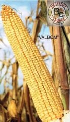 Valbom Silajlık Mısır Tohumu