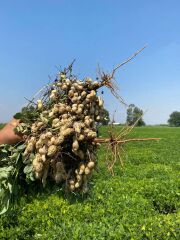 Rigel Yer Fıstığı Tohumu 25 KG