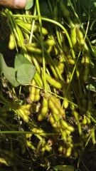 Süperb Danelik Soya Tohumu 25 KG