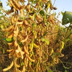 Süperb Danelik Soya Tohumu 25 KG