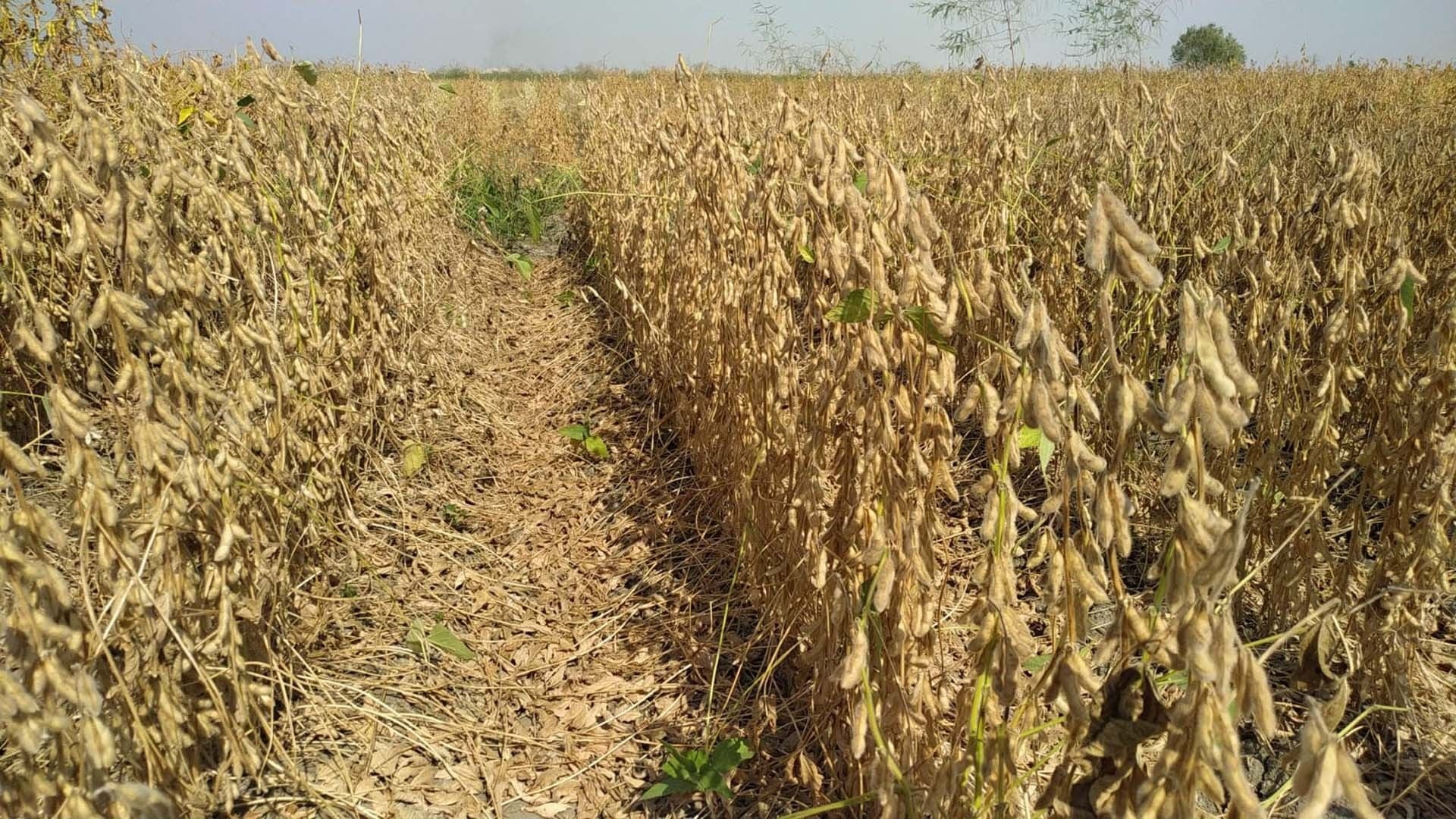 Süperb Danelik Soya Tohumu 25 KG