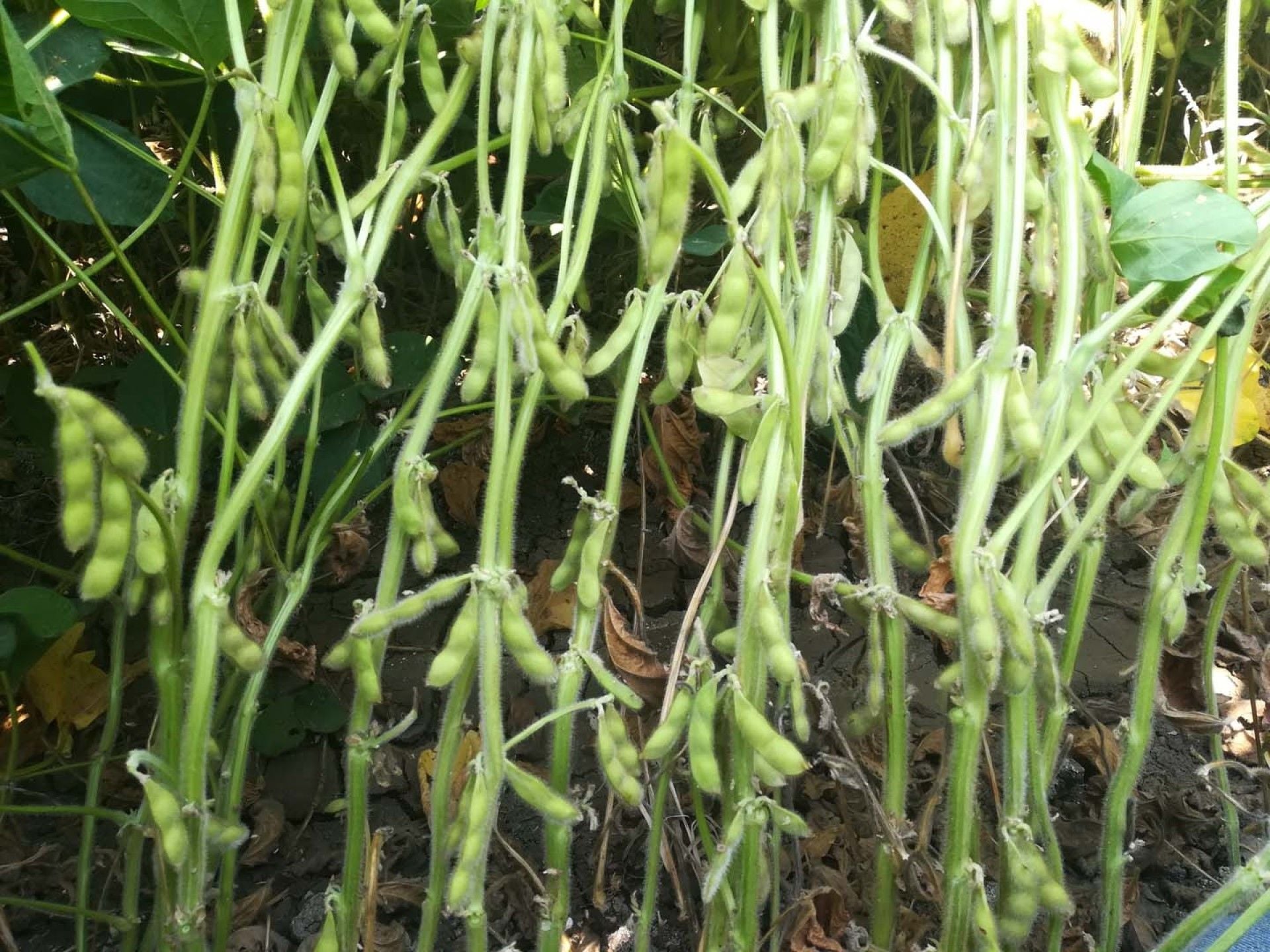 Atlas 3616 Danelik Soya Tohumu 25 kg