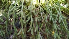 Atlas 3616 Danelik Soya Tohumu 25 kg