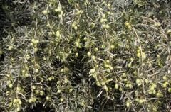 Sarı Ulak Zeytin Fidanı