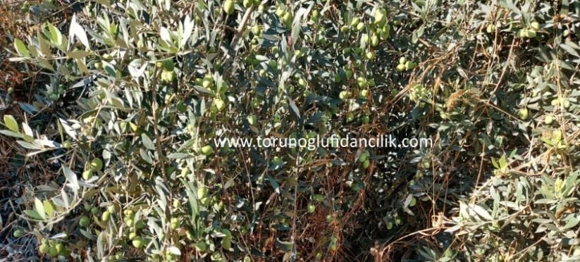 Silifke Yağlık Zeytin Fidanı