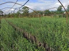 Kilis Yağlık Zeytin Fidanı