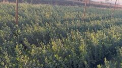 Elmacık Zeytin Fidanı