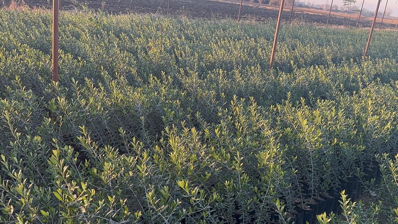 Çekişte Zeytin Fidanı