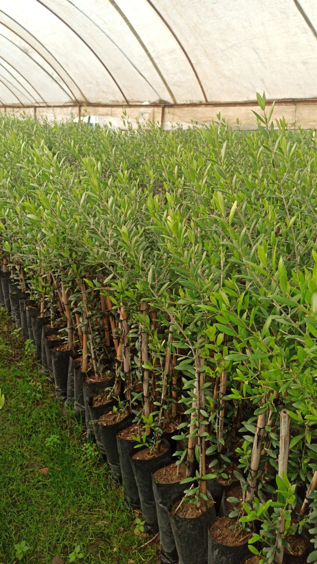 Samsun Tuzlamalık Zeytin Fidanı