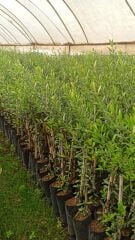 Samsun Tuzlamalık Zeytin Fidanı