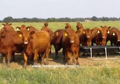 Red Angus Boğa Sperması