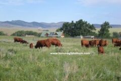 Red Angus Boğa Sperması