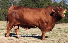 Red Angus Boğa Sperması