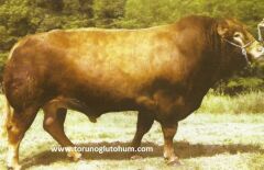 Limuzin ( Limousin ) Boğa Sperması