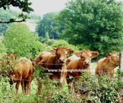Limuzin ( Limousin ) Boğa Sperması