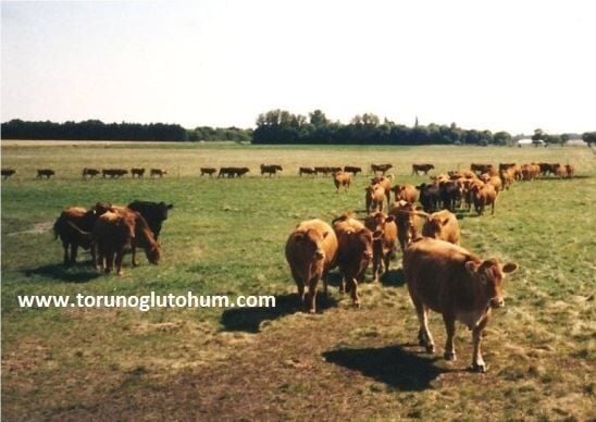 Limuzin ( Limousin ) Boğa Sperması