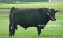 Wagyu Boğa Sperması