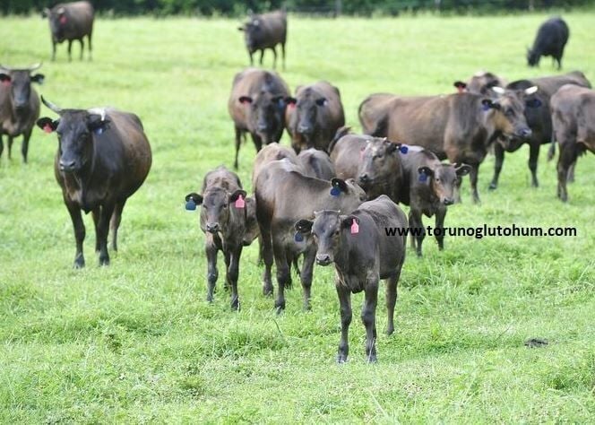 Wagyu Boğa Sperması
