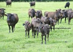 Wagyu Boğa Sperması