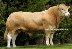 Blonde d'Auitane Boğa Sperması